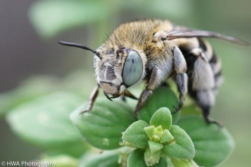 Amegilla albigena